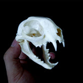 Cat Skull | Natural Animal Bone Specimen | Ornament | Collectible | Bone Carving & Bone Product